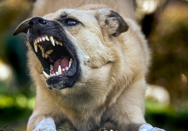 houston dog bite lawyer